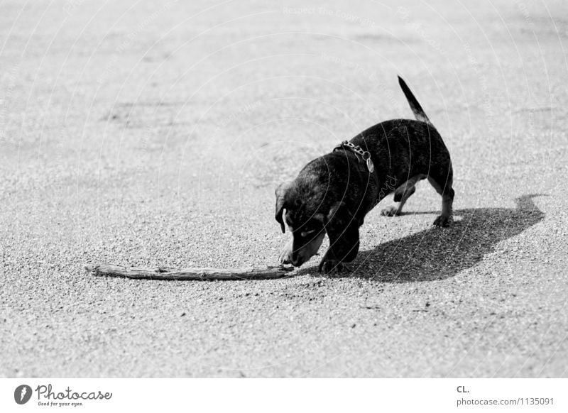 throwing material Leisure and hobbies Playing Beautiful weather Animal Pet Dog Dachshund 1 Ground Branch Cute Love of animals Black & white photo Exterior shot