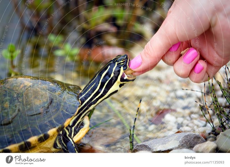 tame Elegant Style Nail polish Young woman Youth (Young adults) Hand 1 Human being Pet Turtle Turles Animal To feed Feeding Esthetic Exceptional Exotic