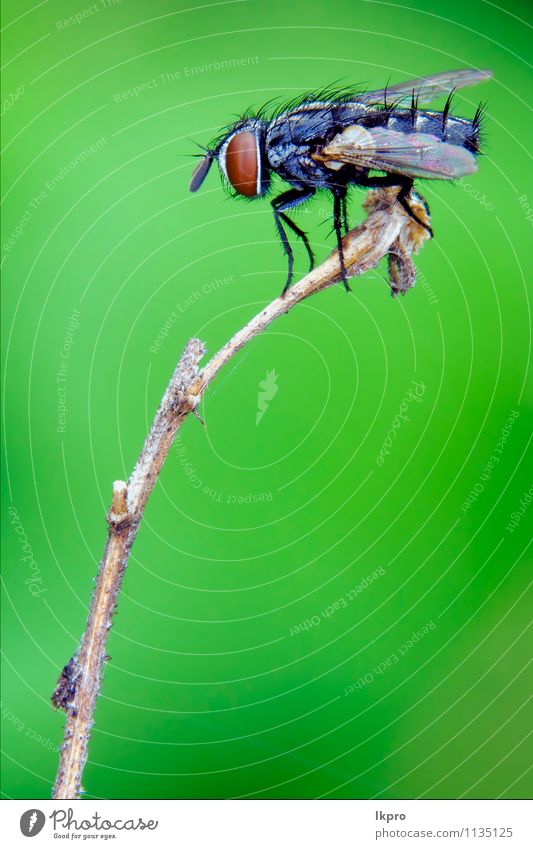 a black little fly in Garden Nature Leaf Switch Hair Paw Line Small Wild Brown Yellow Gray Black White wood wing eye hairy Insect branch inclined Bent spot
