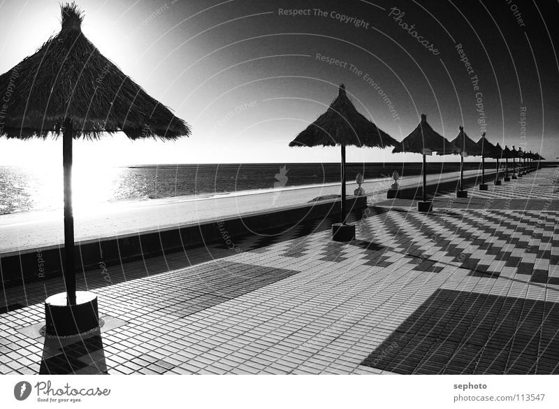 Rota del la luz Beach Palm tree Andalucia Sunshade Hotel Gastronomy Coast strand Sand Tile