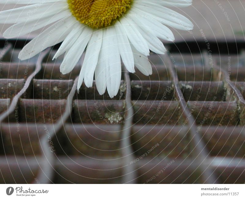 flowerpower Flower Grating Iron Power White Steel Rectangle Square Plant Dust Nature Lie To fall To plunge Pollen Rust