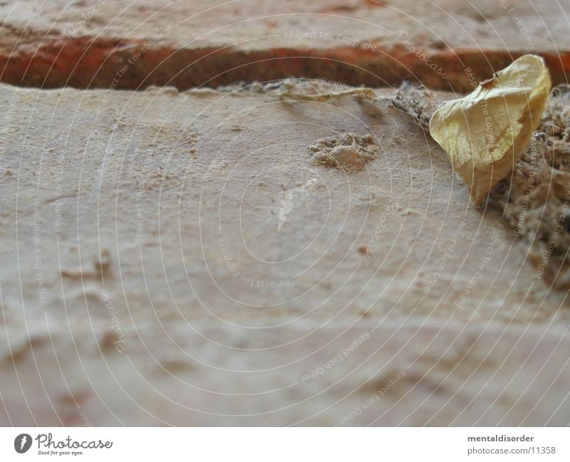 structure Leaf Dust Background picture Seam Fragile Wall (barrier) Photographic technology Stone Structures and shapes Old Dried Contrast Lie Part