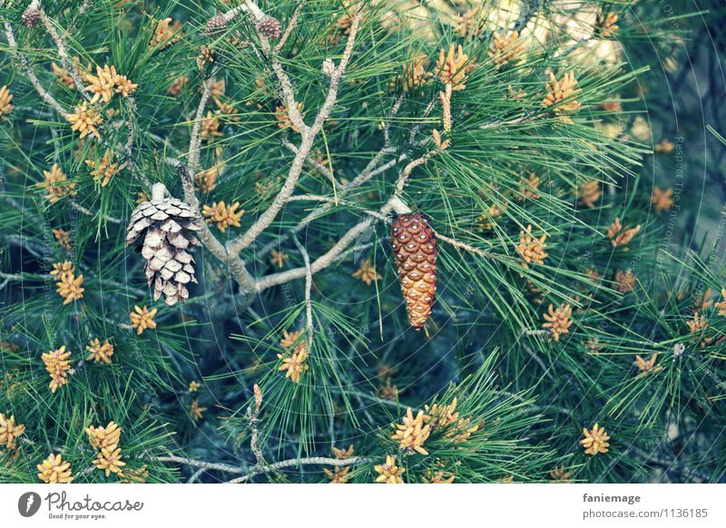 tenons Environment Nature Plant Cold Thorny Coniferous trees Cone allauch Southern France Mediterranean Mediterranean sea Marseille Provence Stone pine Seed