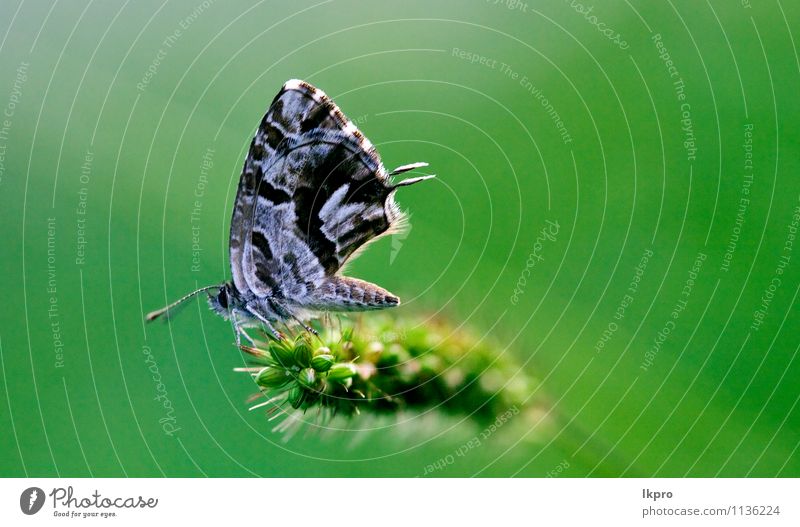 on a green leaf in the bush Summer Garden Nature Plant Flower Leaf Switch Aircraft Hair Butterfly Paw Line Drop Blossoming Wild Blue Brown Gray Green Black