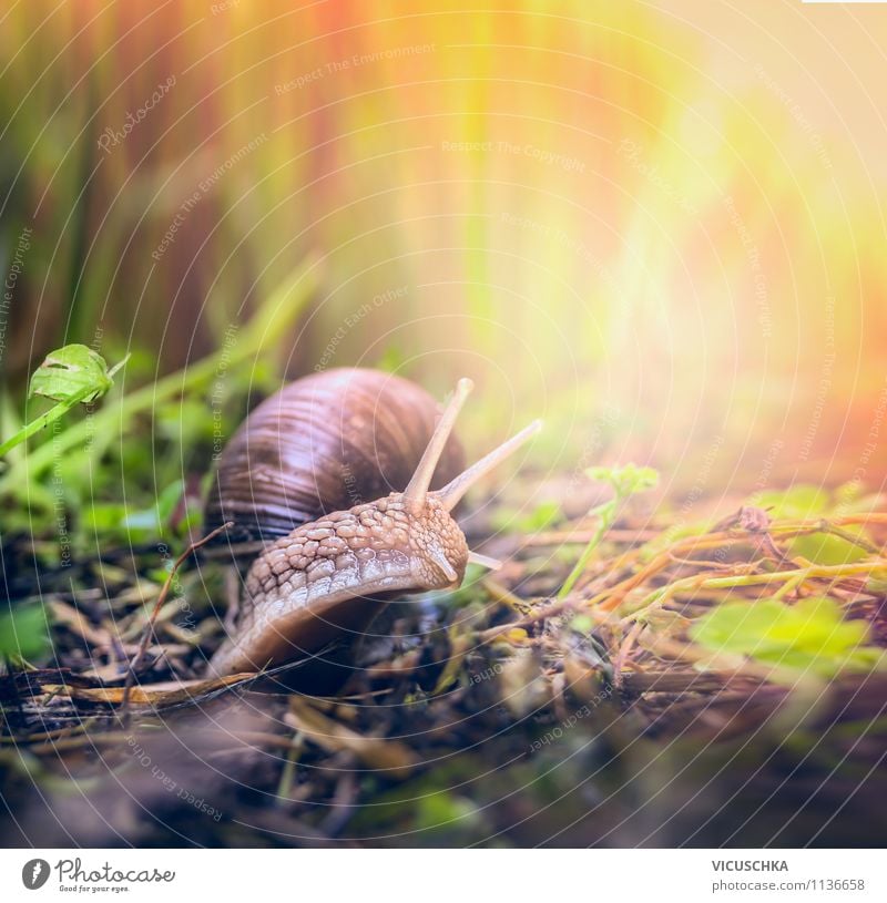 Garden snail on the way Lifestyle Summer Nature Plant Sunrise Sunset Sunlight Spring Autumn Beautiful weather Park Meadow Snail 1 Animal Background picture
