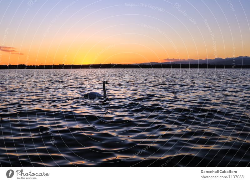 The early swan appears in the picture Nature Water Cloudless sky Sunrise Sunset Spring Summer Beautiful weather Lakeside Lake Garda Animal Bird Swan Swan Lake 1
