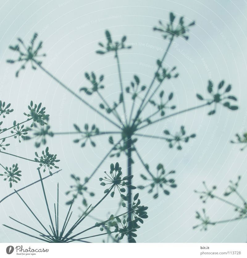 BLOSSOM STARRY III Beautiful Life Contentment Winter Decoration Wallpaper Success Sky Clouds Autumn Flower Blossom Blossoming Simple Tall Kitsch Above Blue Gray
