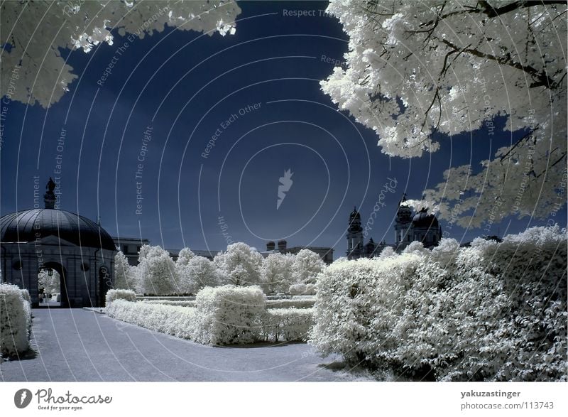 white summer Infrared Park Hofgarten White Munich Bavaria Colour channel exchange Blue beams woodeffect