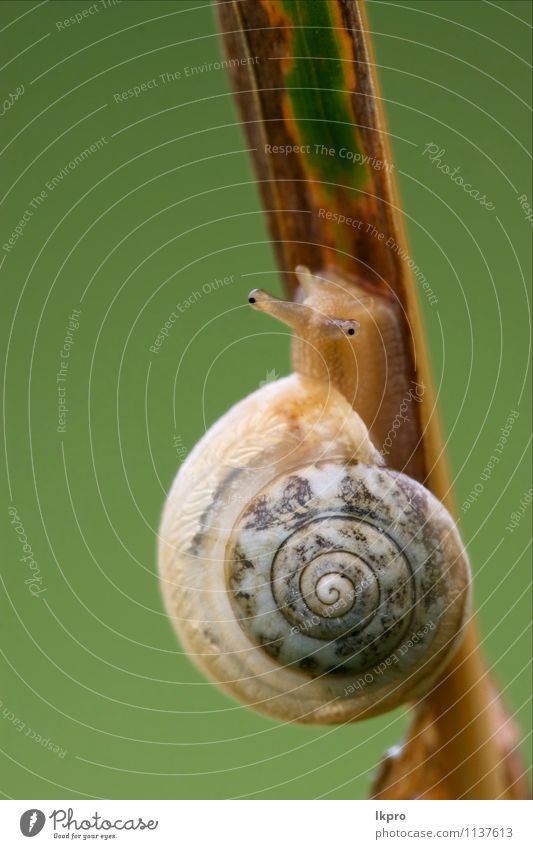 side and head of wild brown Summer Garden Nature Plant Leaf Switch Aircraft Line Drop Wild Brown Yellow Gray Green Black White Colour Side snail gastropoda