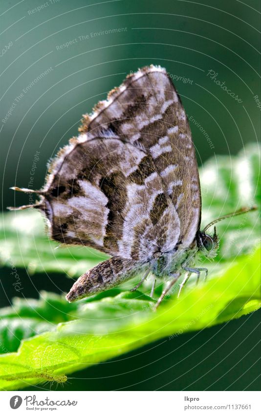 on a green leaf in the bush Summer Garden Nature Plant Leaf Switch Aircraft Hair Butterfly Paw Line Drop Wild Brown Gray Green Black Colour wing spot stain