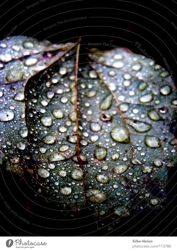 Metallic-Leave in the Rain Leaf Vessel Autumn Grief Red Violet Macro (Extreme close-up) Close-up metallic blue leave raindrops Thunder and lightning Weather