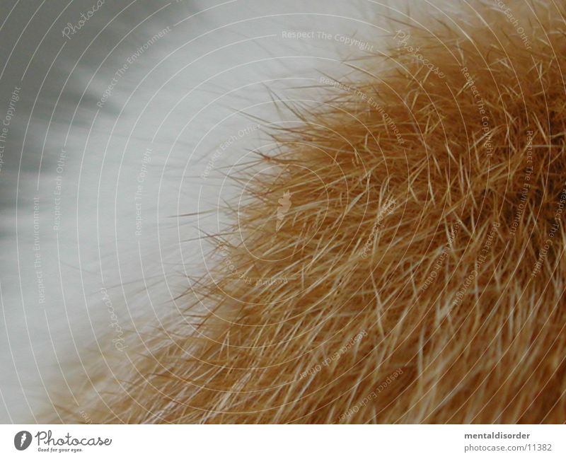 cat hair Cat Close-up Animal Brown White Near Hair and hairstyles Structures and shapes Line close Nose Attempt
