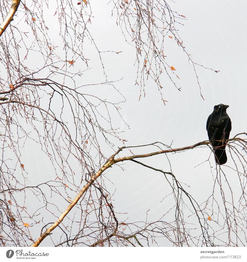krâwa (Old High German), square Crow Raven birds Bird Tree Leaf Leafless Winter Autumn Crouch Crouching Room Bad weather Clouds Calm Relaxation Grief Boredom
