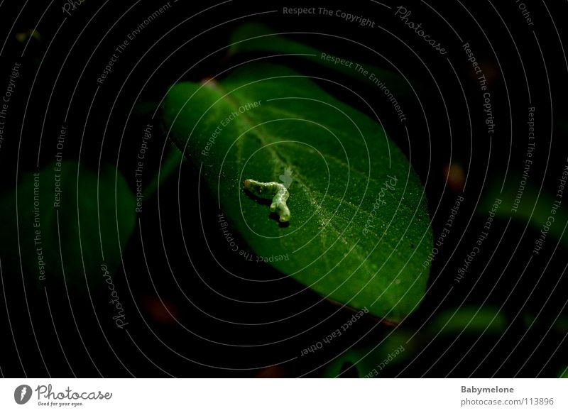 Raupi and his home Leaf Green Animal Spring Insect Crawl Greek To feed Yellow Caterpillar Well-being Nutrition Nature Garden Branch pupate