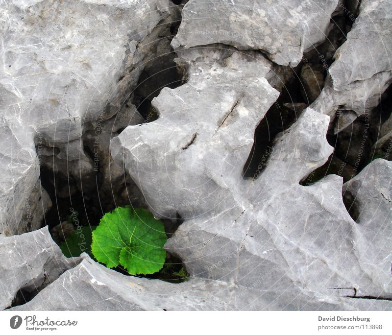 The enclosed leaf Green Leaf Sharp-edged Cavernous Living thing Oxygen Carbon dioxide Plant Large Difference Gray Mountain Stone Rock Crack & Rip & Tear