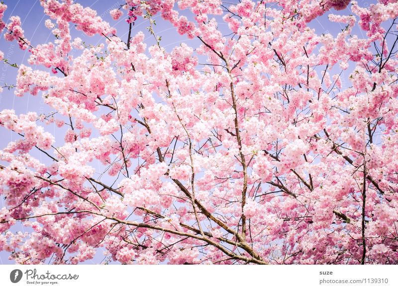There's no way around it Happy Beautiful Feminine Environment Nature Sky Spring Beautiful weather Tree Bushes Blossom Blossoming Growth Esthetic Friendliness