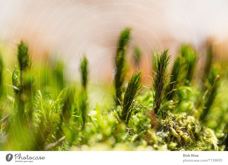 Forest soil I Environment Nature Green Exotic Foliage plant Carpet Carpet of moss Moss Close-up Soft Near Fresh Small Diminutive Stand Earth Feral Delicate