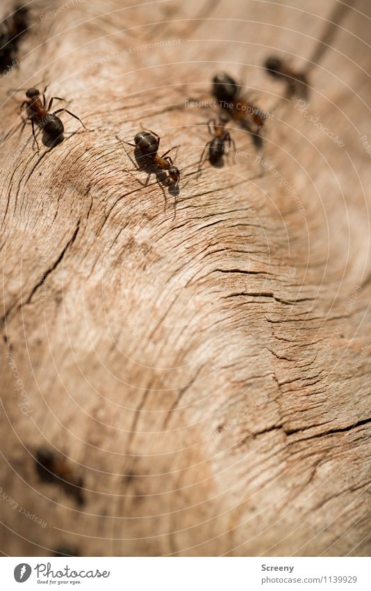 off to work... Nature Plant Animal Forest Wild animal Ant Group of animals Wood Crawl Small Together Colour photo Exterior shot Detail Macro (Extreme close-up)