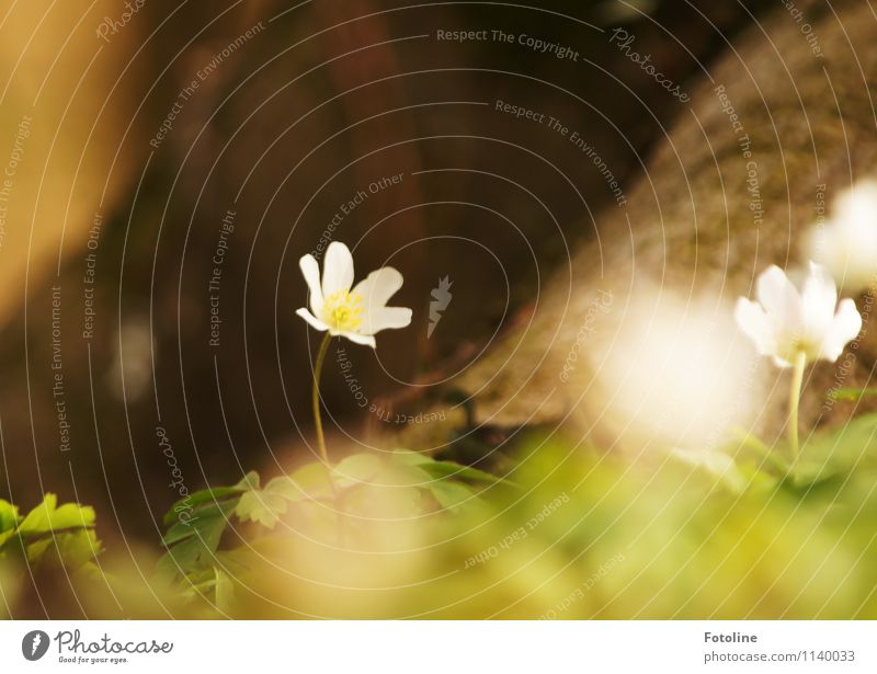 herald of spring Environment Nature Plant Spring Flower Blossom Forest Fresh Bright Small Near Natural Brown Green White Wood anemone Spring flowering plant