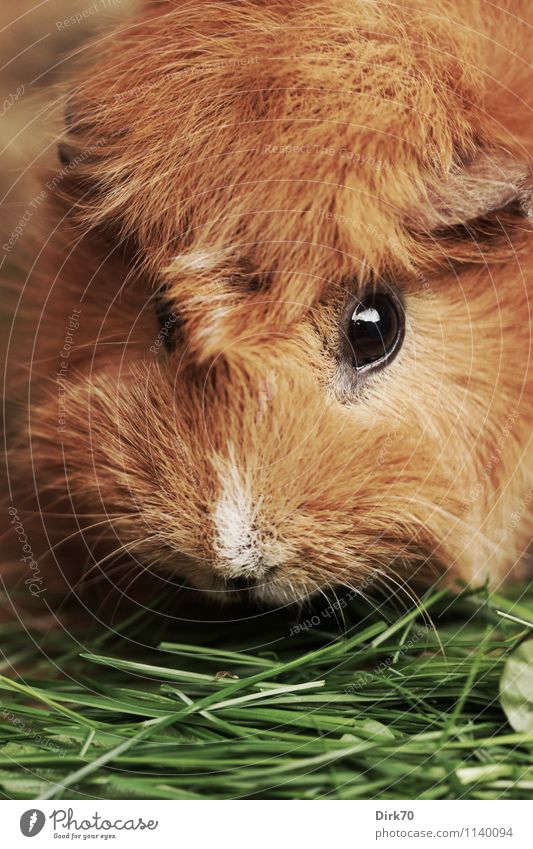 tousle-head Nature Animal Grass Blade of grass Garden Pet Animal face Pelt Rodent Guinea pig Eyes 1 To feed Feeding Looking Friendliness Glittering Beautiful