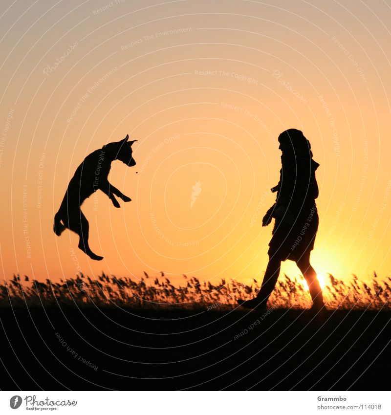 when it rains dogs Dog Woman Grass Sunset Red Jump Joy Evening Dusk Sky Aviation Flying Lilly Dog food