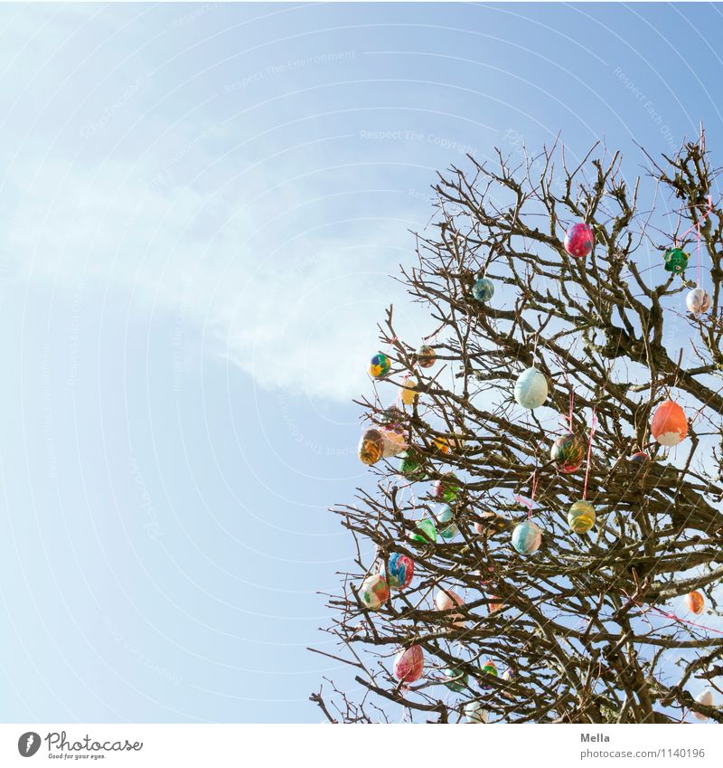 Happy Easter! Environment Nature Sky Spring Plant Tree Branch Decoration Kitsch Odds and ends Egg Easter egg Sign Hang Tall Small Above Blue Multicoloured Moody