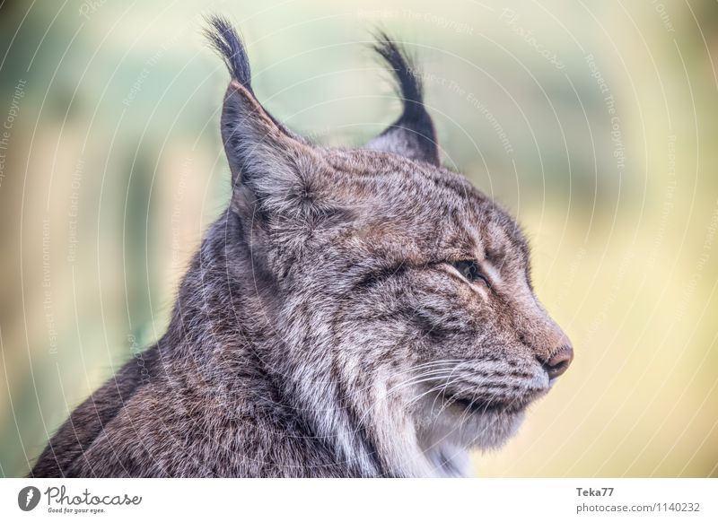 The Lynx III Style Nature Forest Animal Wild animal 1 Adventure Colour photo Exterior shot Deserted Shallow depth of field Looking away