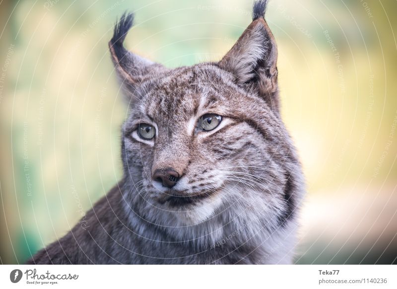 The Lynx II Style Environment Nature Forest Animal Wild animal 1 Adventure Colour photo Exterior shot Deserted Shallow depth of field Animal portrait