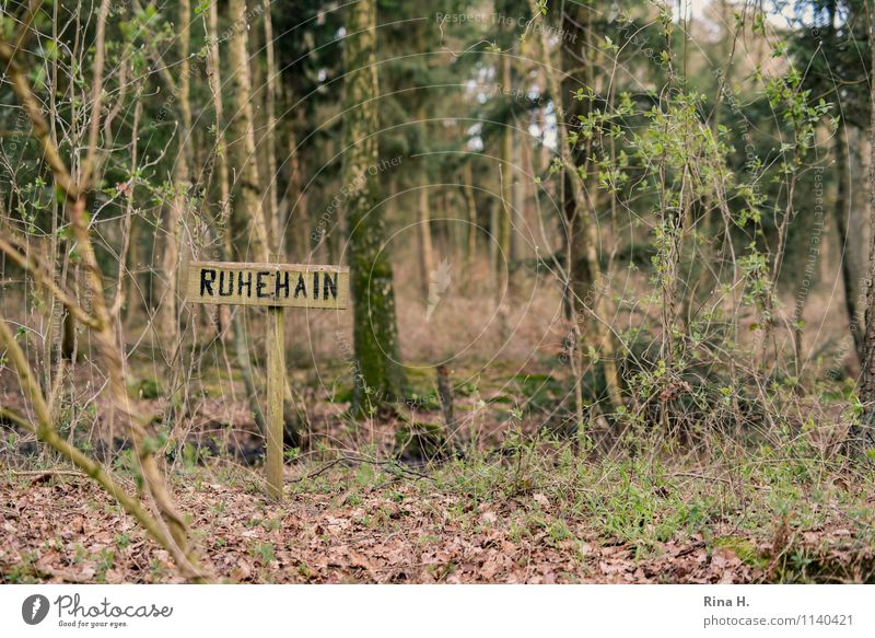 resting grove Environment Nature Landscape Plant Spring Beautiful weather Tree Forest Authentic Natural Peace Calm Cemetery Colour photo Exterior shot Deserted