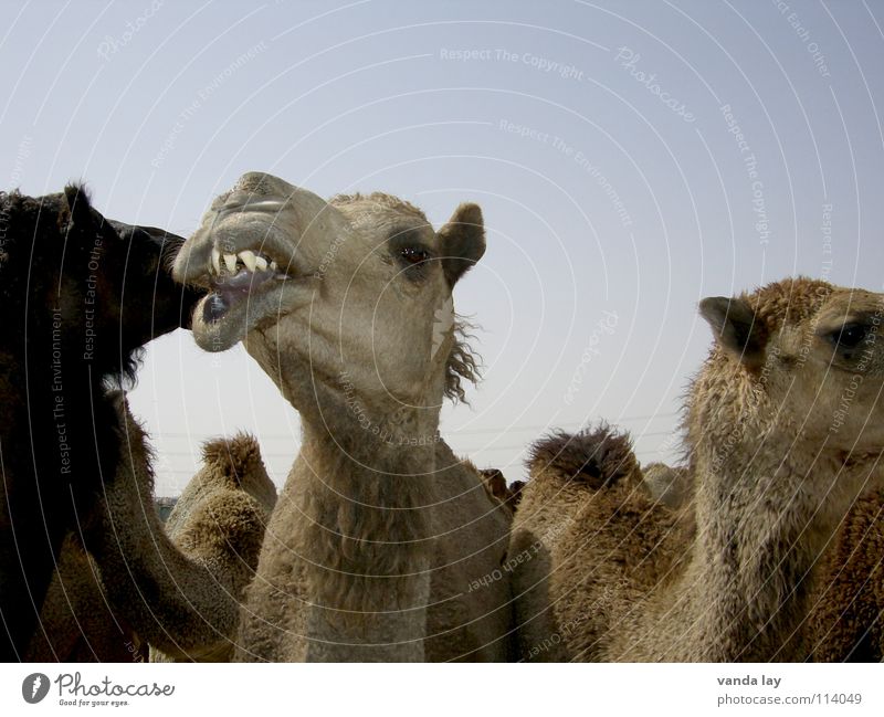 Where's the dentist? Camel Arabia Animal Camel hump Dentist Sky Meat Mammal Kuwaiti Brand of cigarettes desert Blue Multiple Set of teeth orthodontist krum