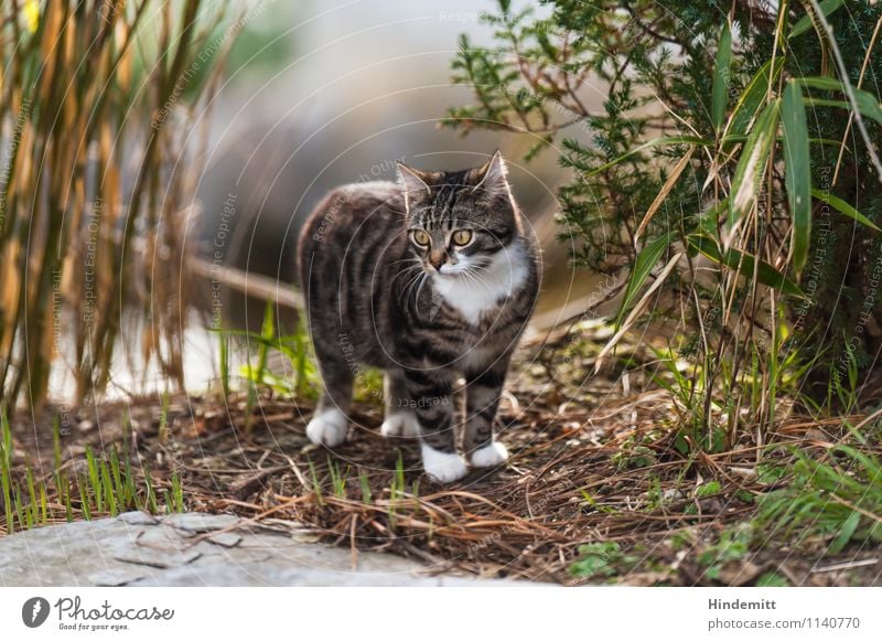 Where do cats live? Environment Nature Earth Spring Plant Grass Bushes Leaf Pet Cat 1 Animal Baby animal Stone Observe Looking Stand Beautiful Cute Wild Patient