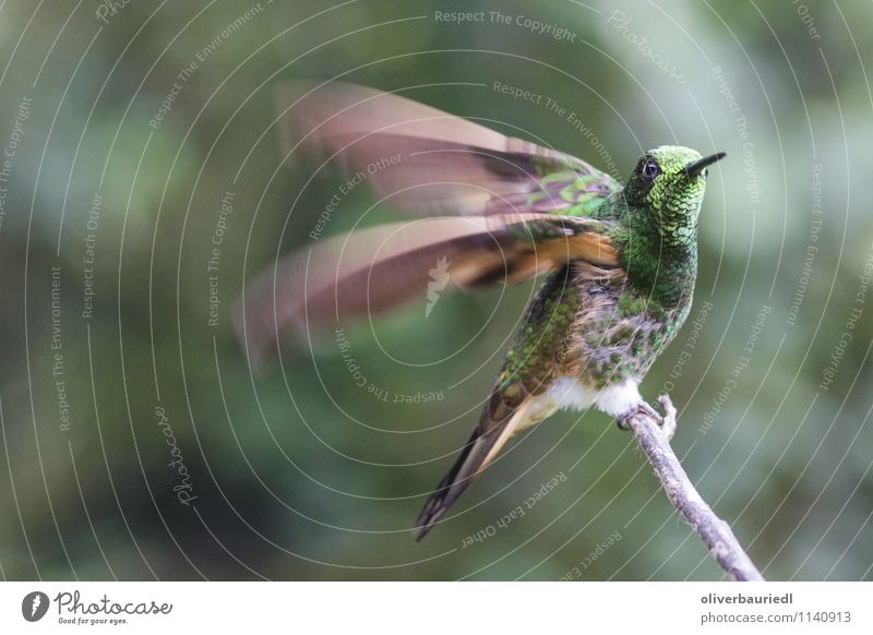 Kolibri flies away Environment Nature Landscape Tree Bird collibri Flying Speed Colour photo Exterior shot Close-up Day