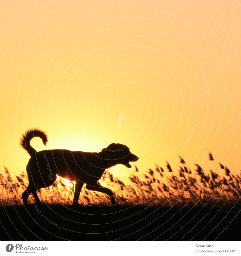 dike patrol Grass Dog Back-light Sunset Silhouette Mammal Lilly Evening Dusk Sky Shadow