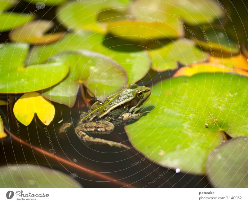 sun deck Nature Plant Elements Water Summer Pond Frog 1 Animal Sign Leisure and hobbies Joy Idyll Naked Beautiful Water lily leaf Water lily pond Green Spring