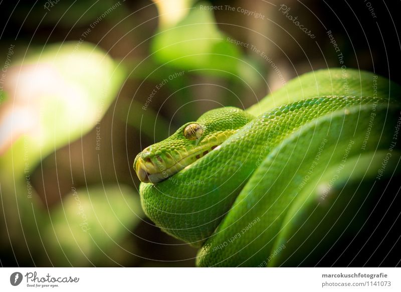 Green Tree Python Animal A Royalty Free Stock Photo From Photocase