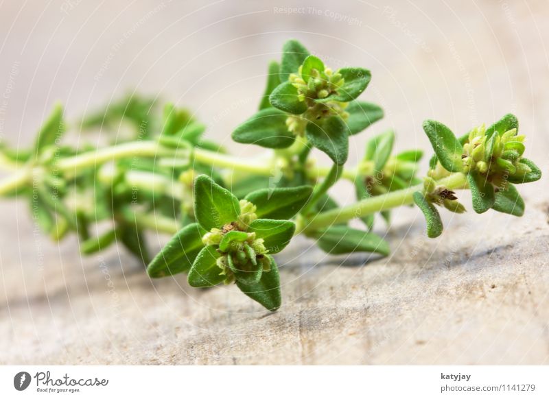 oregano Oregano Thyme Herbs and spices Plant Aromatic Detail Nutrition Italy Italian Food Healthy Eating Green Alternative medicine Near Close-up