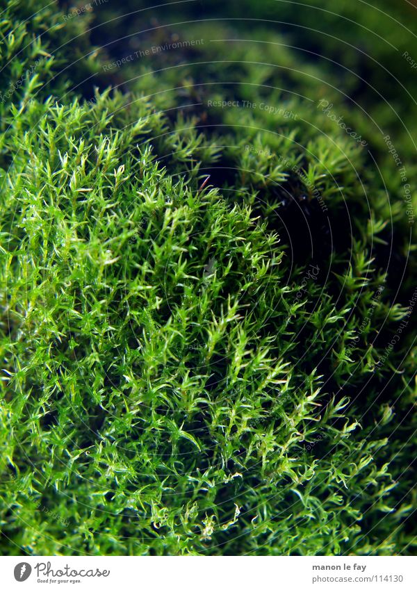 Other word for dough Black Green Near Soft Blur Autumn Background picture Night Glittering Carpet Carpet of moss Macro (Extreme close-up) Close-up Nature