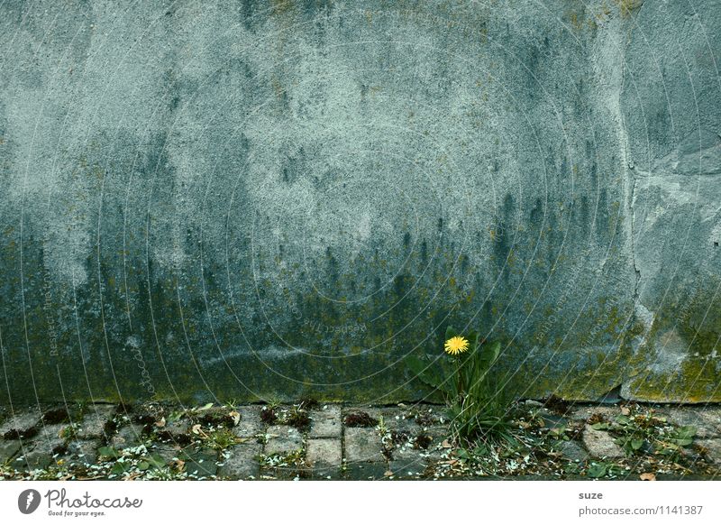 You're a little sunny, aren't you? Dandelion Wall (building) Lonely Plant Environment Blossom