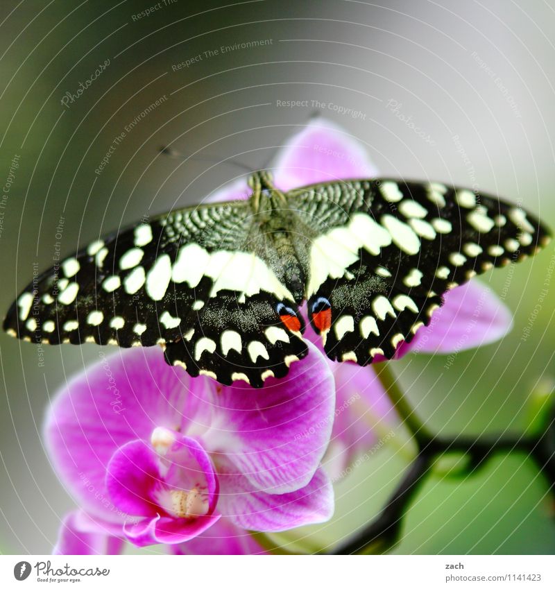unfolded Spring Summer Plant Flower Orchid Leaf Blossom Exotic Animal Wild animal Butterfly 1 Flying Green Pink Colour photo Exterior shot Deserted
