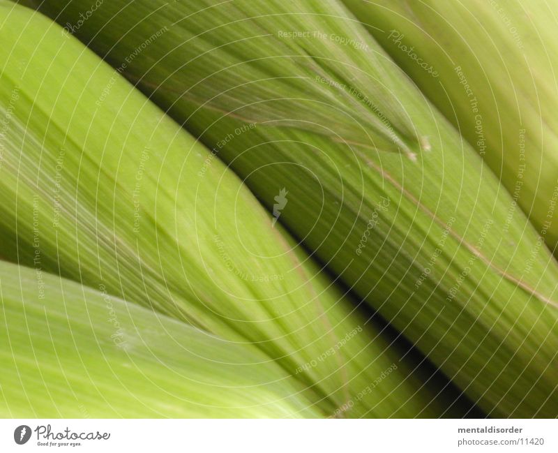 maize Corn cob Green