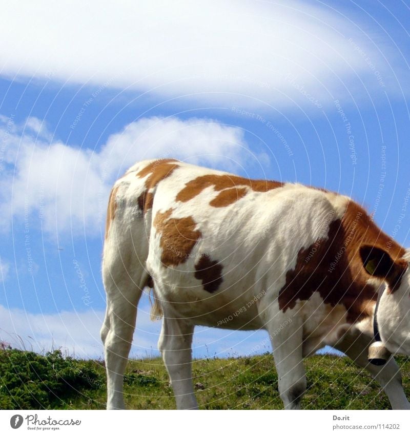 headless Cow Dolomites Brown White Green Grass Bell Cow bell Clouds Blue sky Pelt Soft Bright red Beef Pasture Alpine pasture Headless Fear Panic Mammal Patch