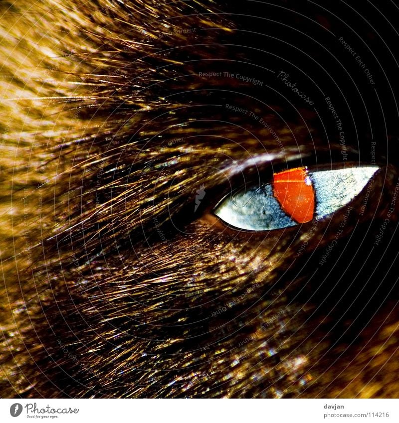 Devil's Eye Enlarged Animal Pet Dangerous Mammal Cat. devils devilish Detail Eyes