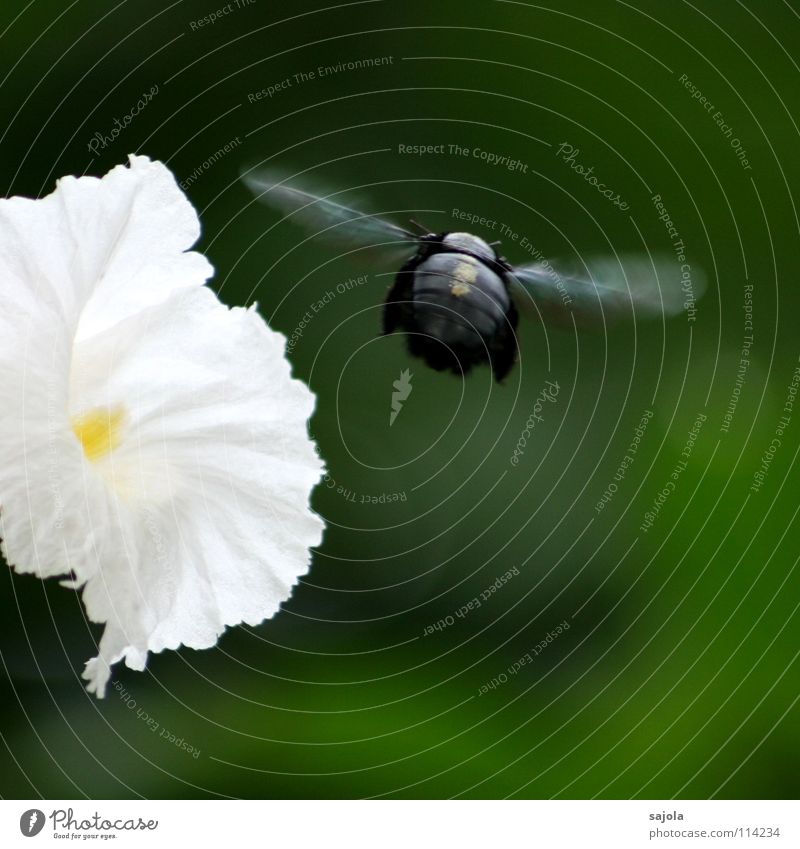 departure brummer Garden Nature Plant Animal Flower Blossom Bee Beetle Wing 1 Movement Flying Speed Green Black White Insect Departure Hover Foraging Stamen