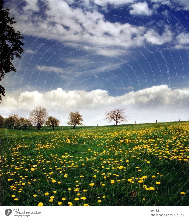 pastoral Relaxation Environment Nature Landscape Plant Sky Clouds Horizon Spring Climate Weather Beautiful weather Tree Grass Blossom Dandelion Blossoming