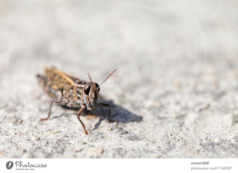 Mr. Hopper. Animal Contentment Insect Insect repellent Locust Dryland grasshopper Macro (Extreme close-up) Colour photo Subdued colour Exterior shot Close-up