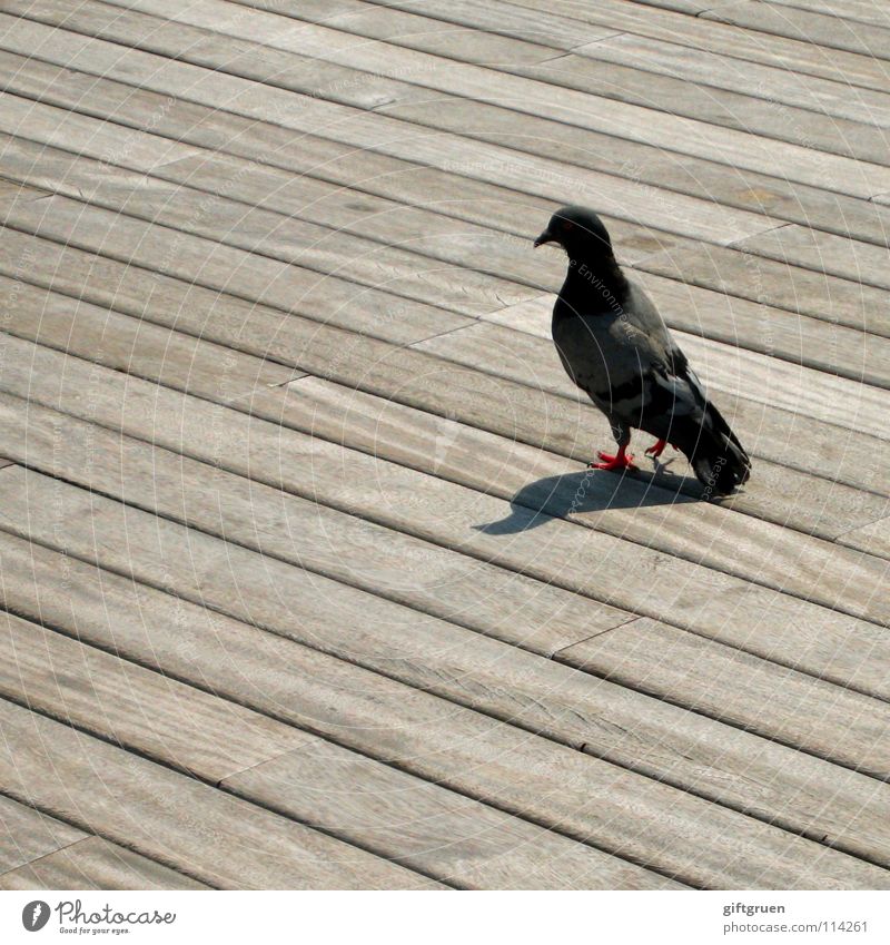 The thing with the dove. Pigeon Bird Animal Wood Promenade Peace rat of the air Flying Feather Sit Wooden board Shadow