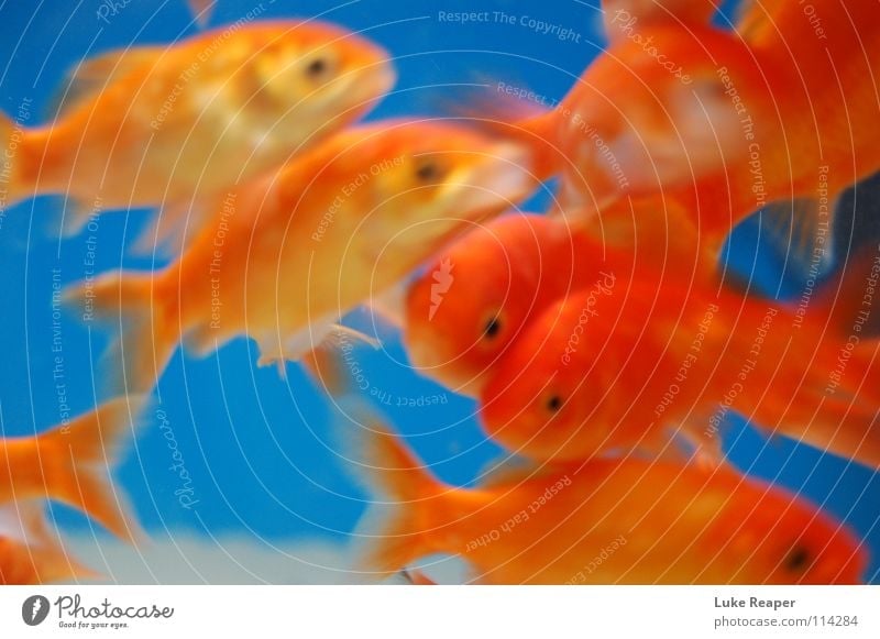 orange fish Goldfish Aquarium Fishing (Angle) Gill Freshwater Water