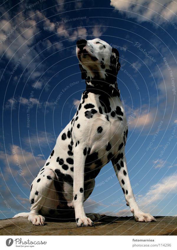 proud. Dog Dalmatian Tree Fear Mammal Sky Pride