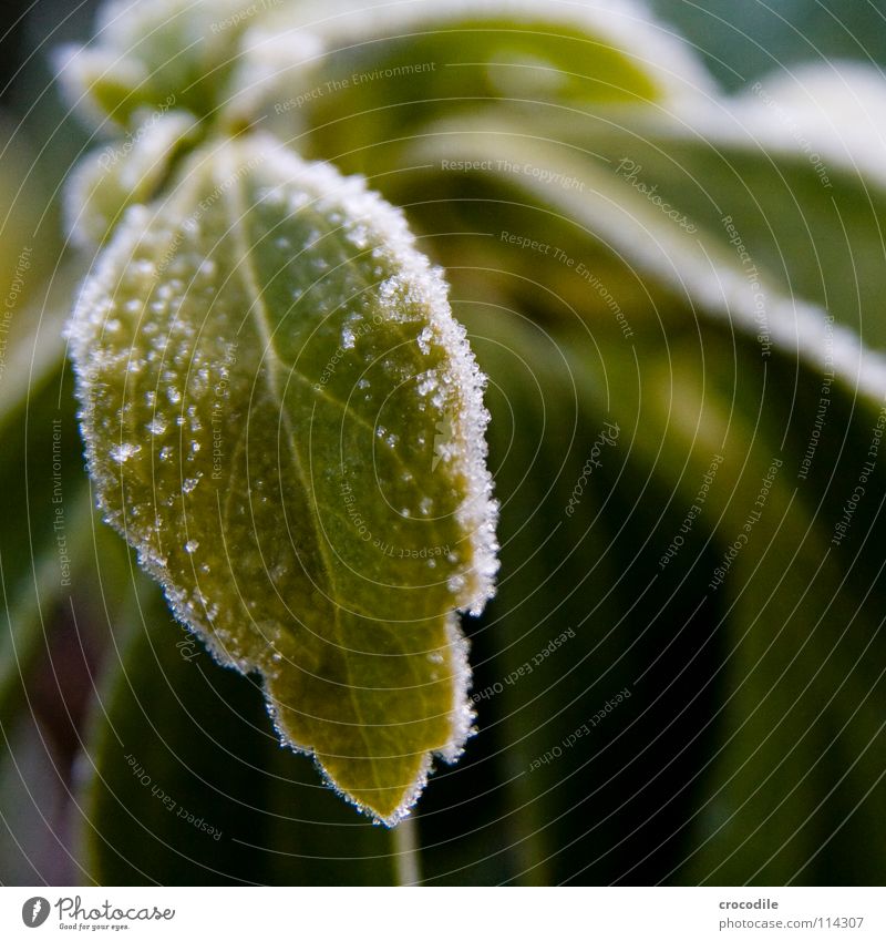 winter coat Winter Cold Leaf Plant Flower Vessel Frozen Macro (Extreme close-up) Close-up fiend Frost Snow chlorophyl up close Abstract