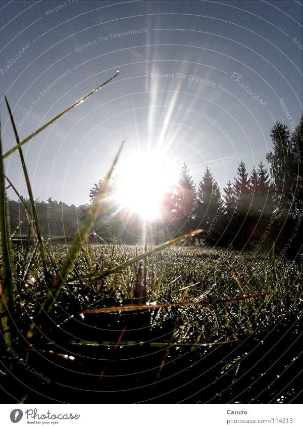 Morning sun3 Sunbeam Grass Light Dazzle Blade of grass Radiation Celestial bodies and the universe Peace Bright Siegwinden Floor covering Sky